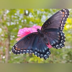 Meet your Posher, Bella Resella